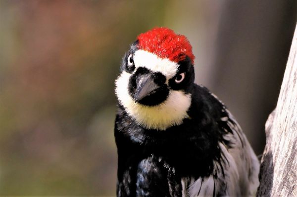 Woodpecker Hole Filling